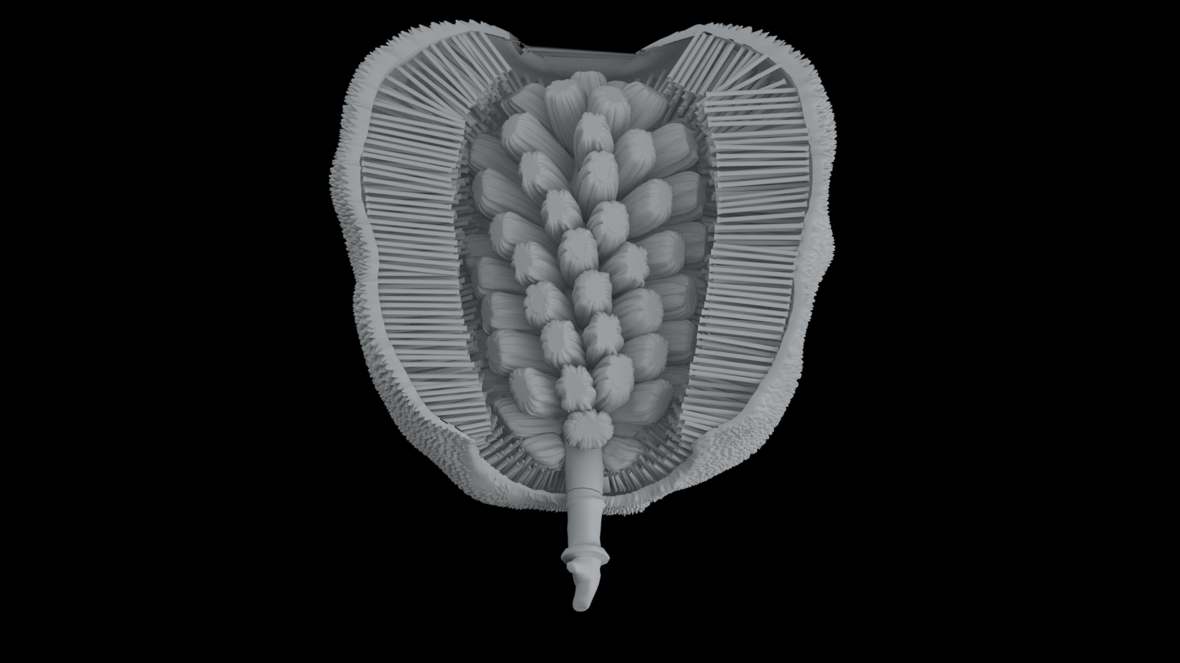 jackfruit 3D rigged model 3D model_51