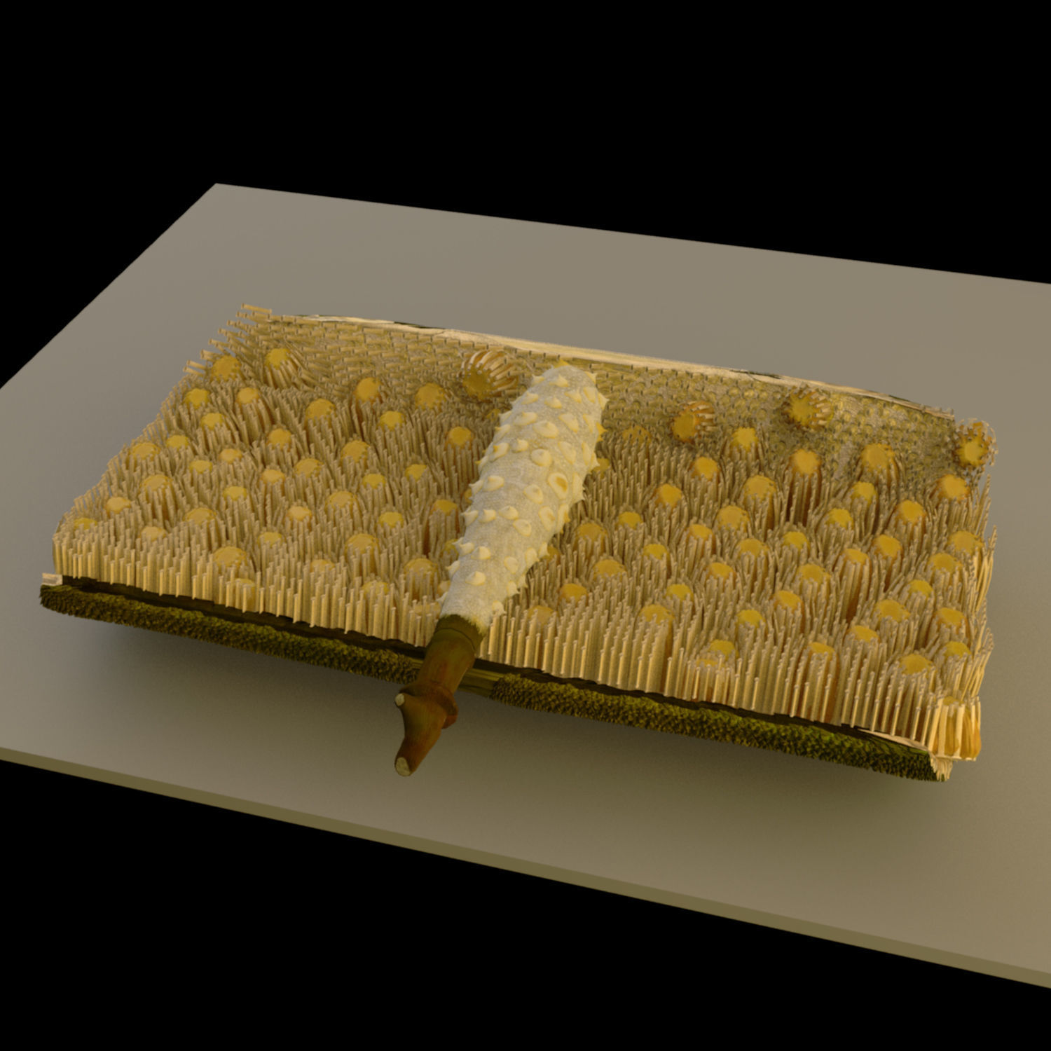 jackfruit 3D rigged model 3D model_10