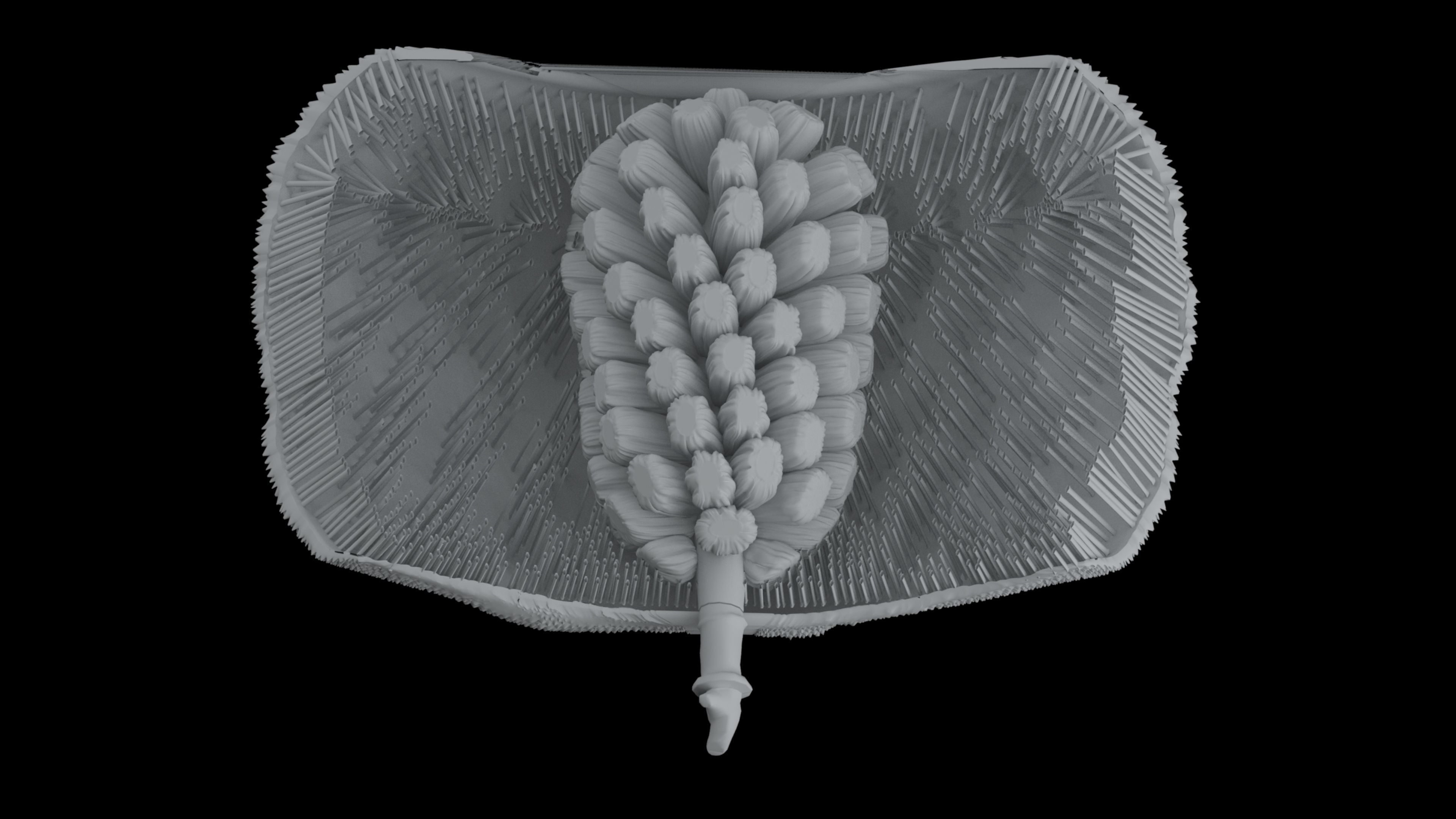 jackfruit 3D rigged model 3D model_53