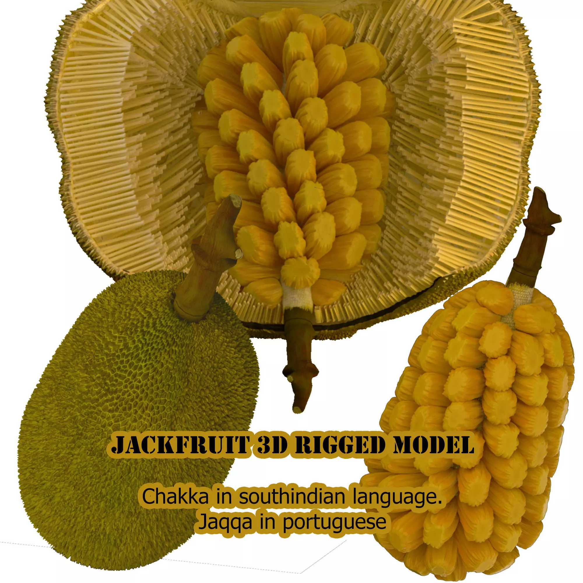 jackfruit 3D rigged model 3D model_0