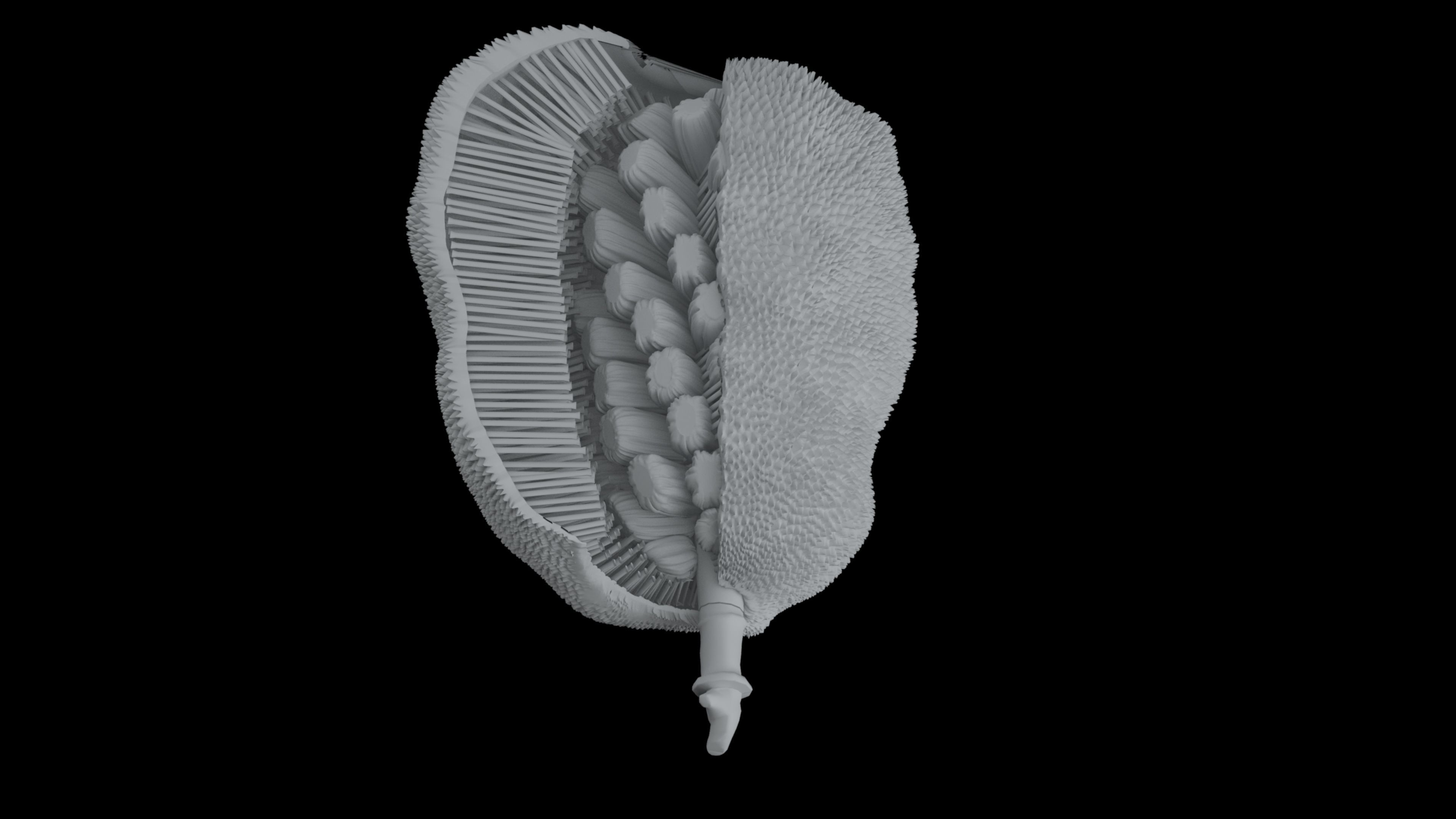 jackfruit 3D rigged model 3D model_47