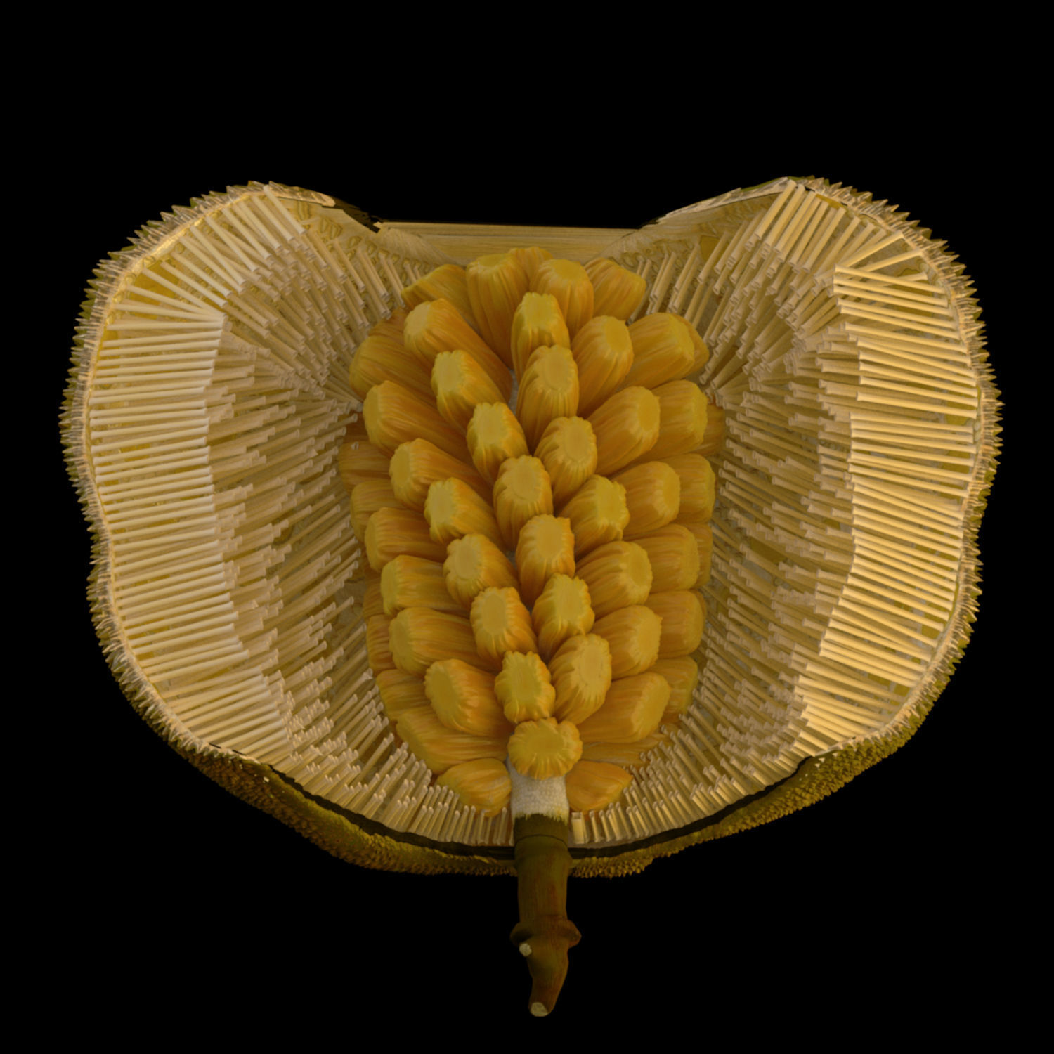 jackfruit 3D rigged model 3D model_11