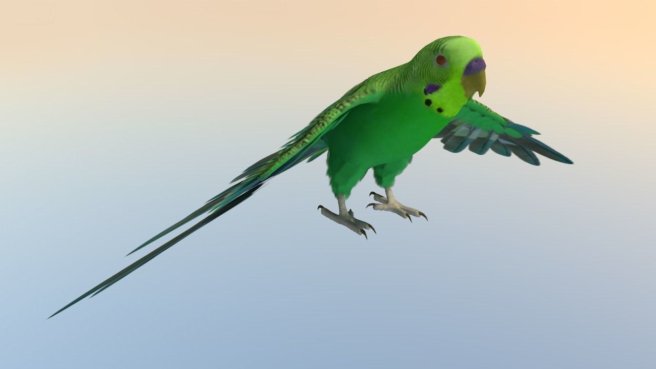 Parakeet Bird Low-poly 3D model_4