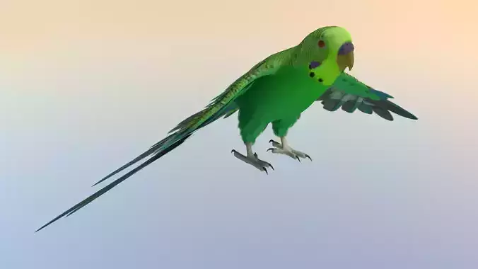 Parakeet Bird