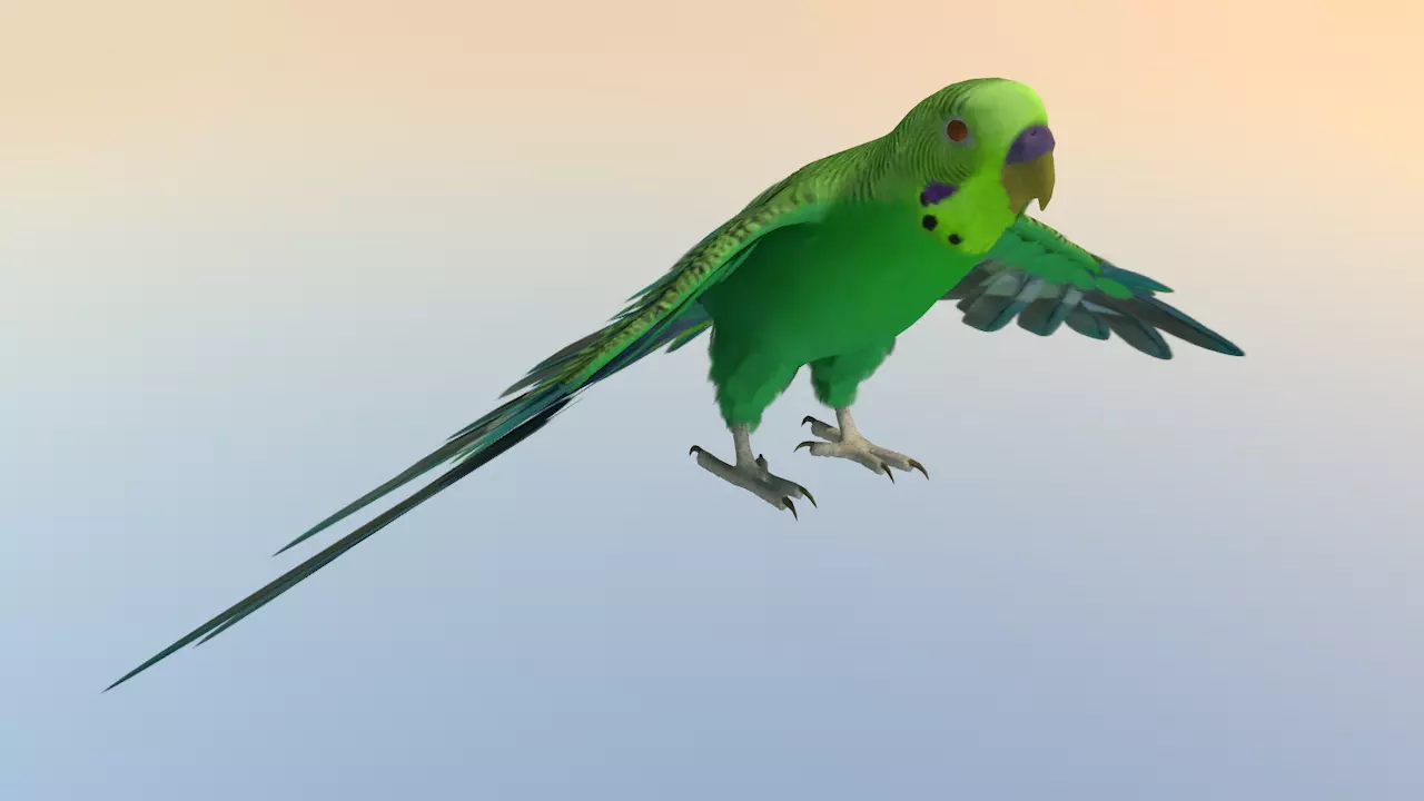 Parakeet Bird Low-poly 3D model_0