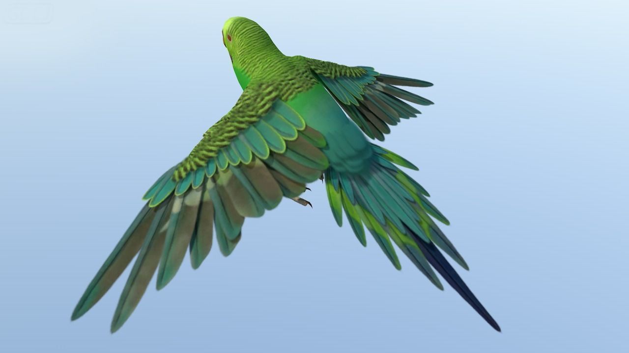 Parakeet Bird Low-poly 3D model_1