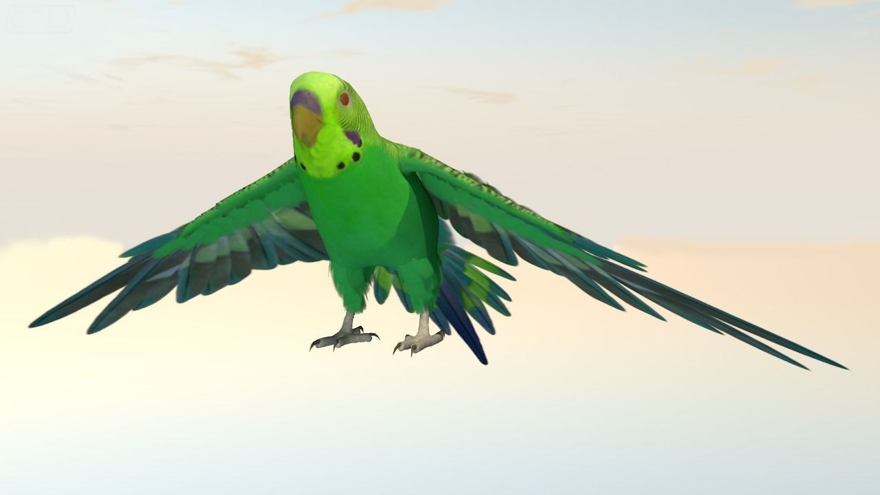 Parakeet Bird Low-poly 3D model_2