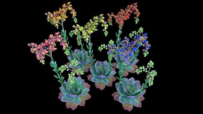 Flower Echeveria Low-poly 3D model