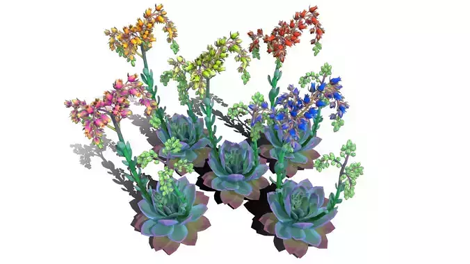 Flower Echeveria Low-poly 3D model