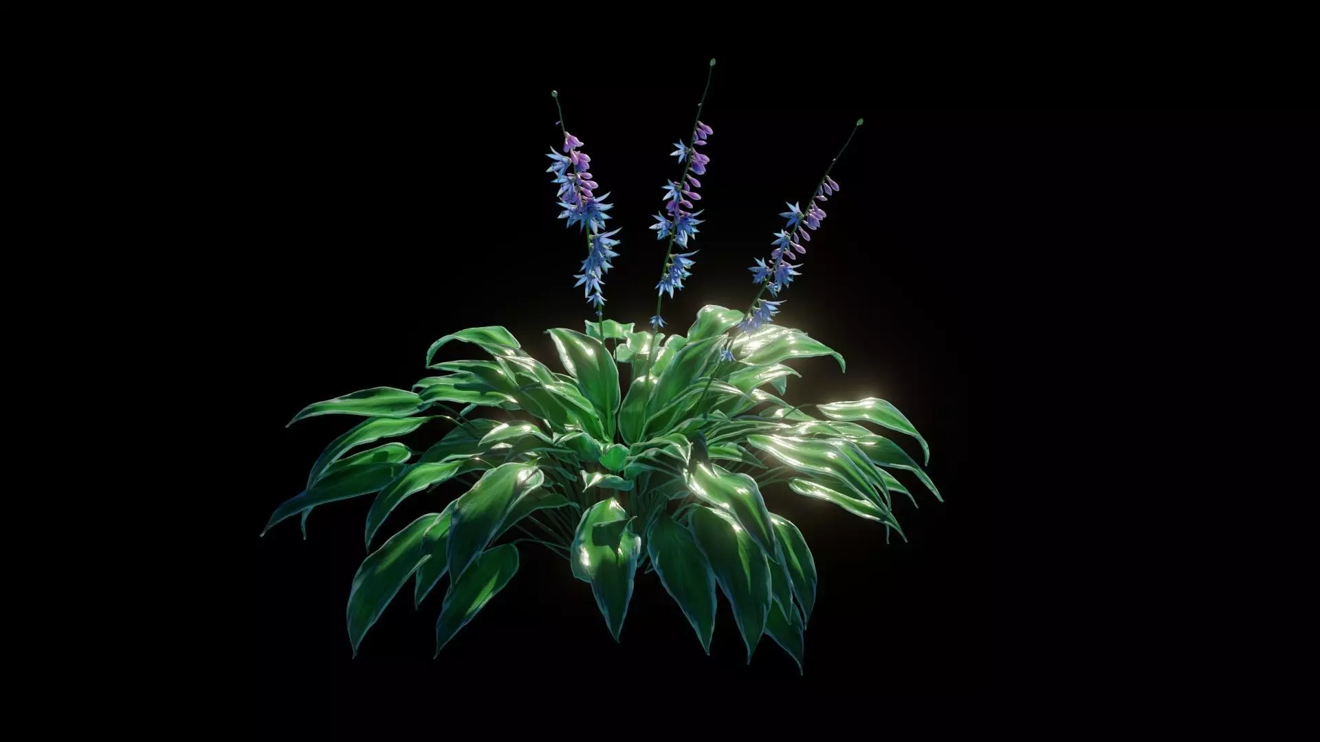 Hostas Plant - High Fidelity Asset with Individual Elements 3D model_0