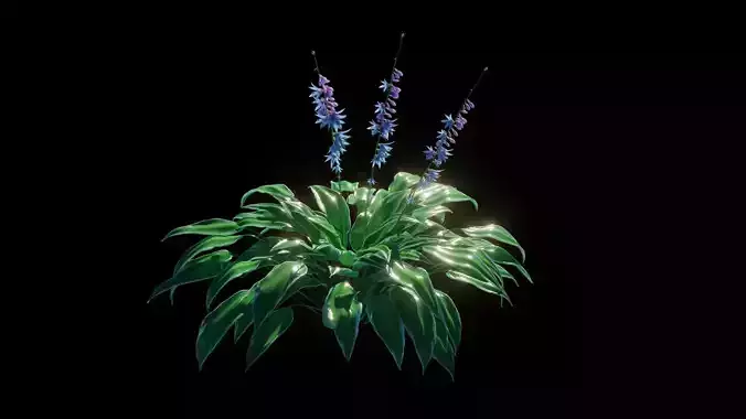 Hostas Plant - High Fidelity Asset with Individual Elements 3D model