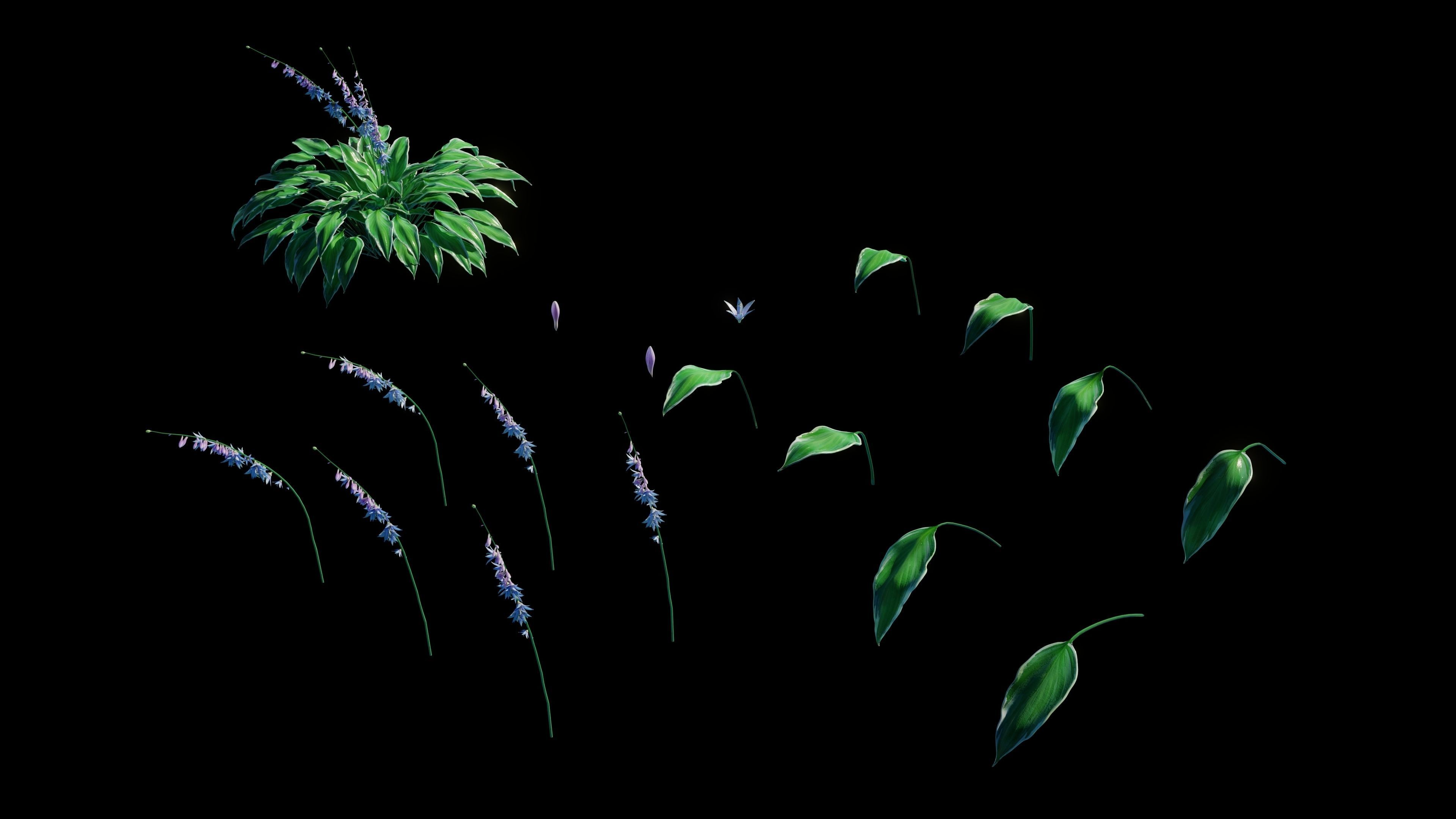 Hostas Plant - High Fidelity Asset with Individual Elements 3D model_5