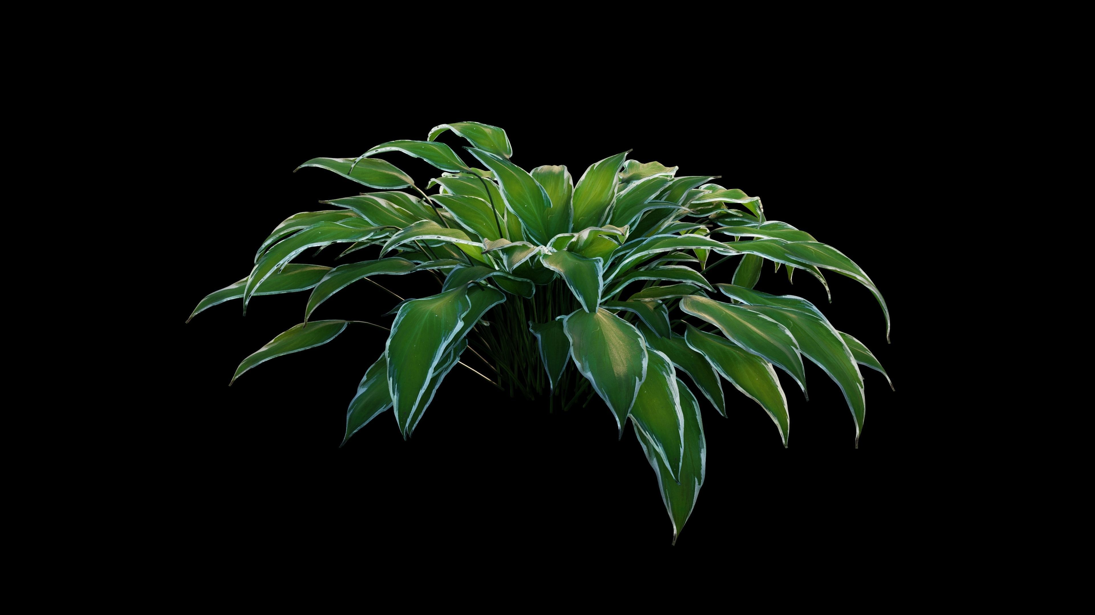 Hostas Plant - High Fidelity Asset with Individual Elements 3D model_2
