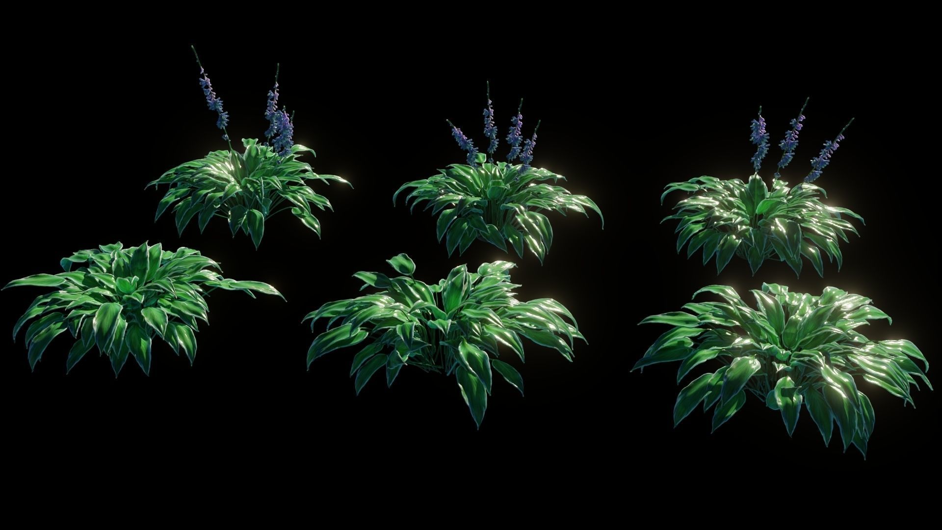 Hostas Plant - High Fidelity Asset with Individual Elements 3D model_1