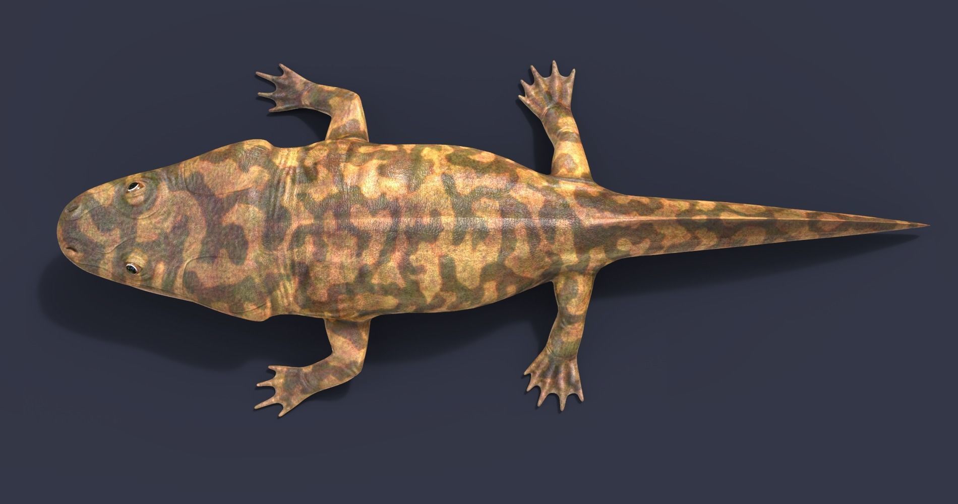 Metoposaurus alligator 3D model_3