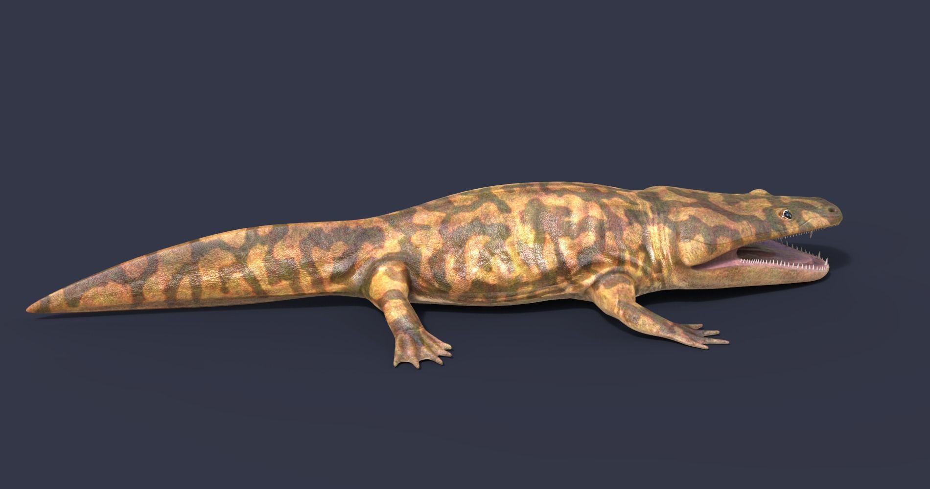 Metoposaurus alligator 3D model_4