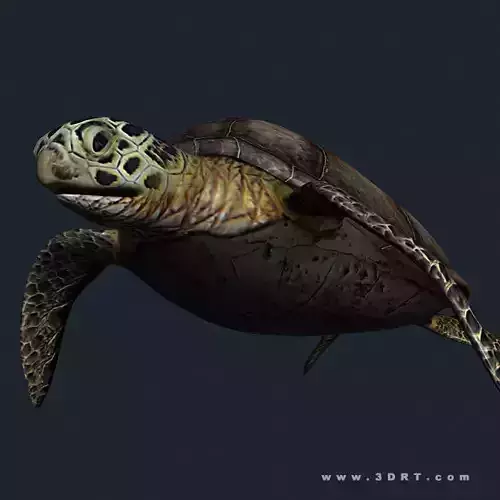 3DRT - Sealife - Turtle Low-poly 3D model