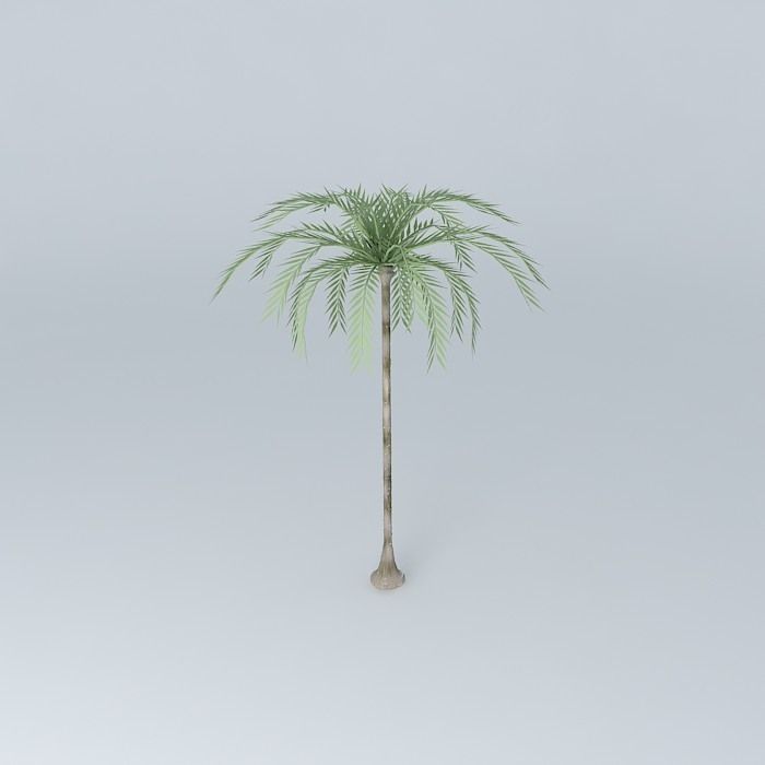Coconut tree Free 3D model_2