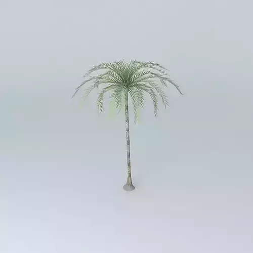 Coconut tree
