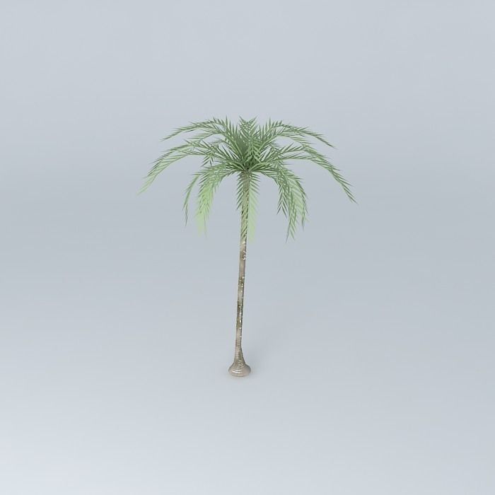 Coconut tree Free 3D model_1