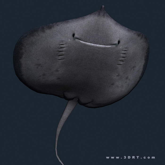 3DRT - Sealife - Stingray Low-poly 3D model_1