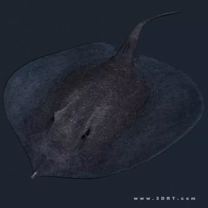 3DRT - Sealife - Stingray Low-poly 3D model_0