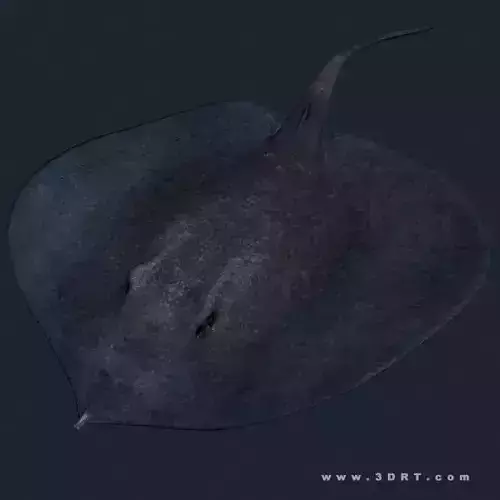 3DRT - Sealife - Stingray Low-poly 3D model