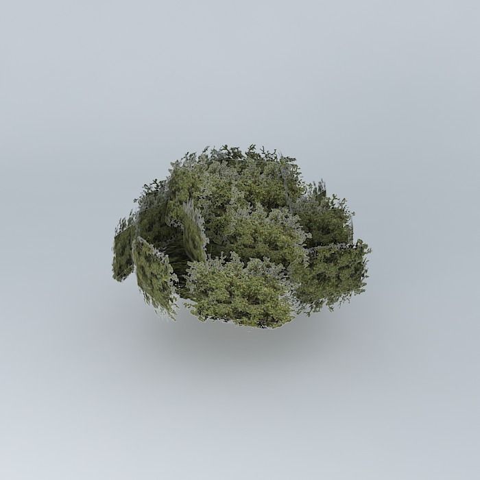 Stage of the tree mane garrincha Free 3D model_2