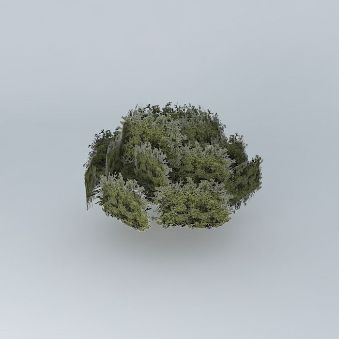 Stage of the tree mane garrincha Free 3D model_1