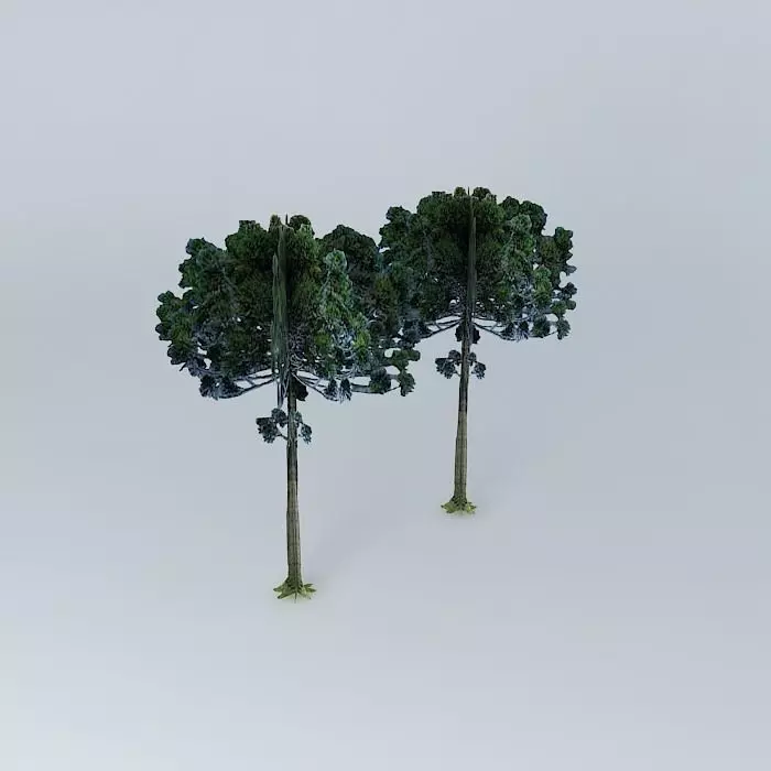 Araucaria pine in cambe Free 3D model