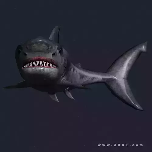 3DRT - Sealife - Shark Low-poly 3D model