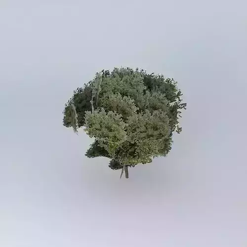 Tree of col. Mother of God.