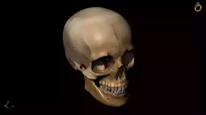 3D Skull print model glowing