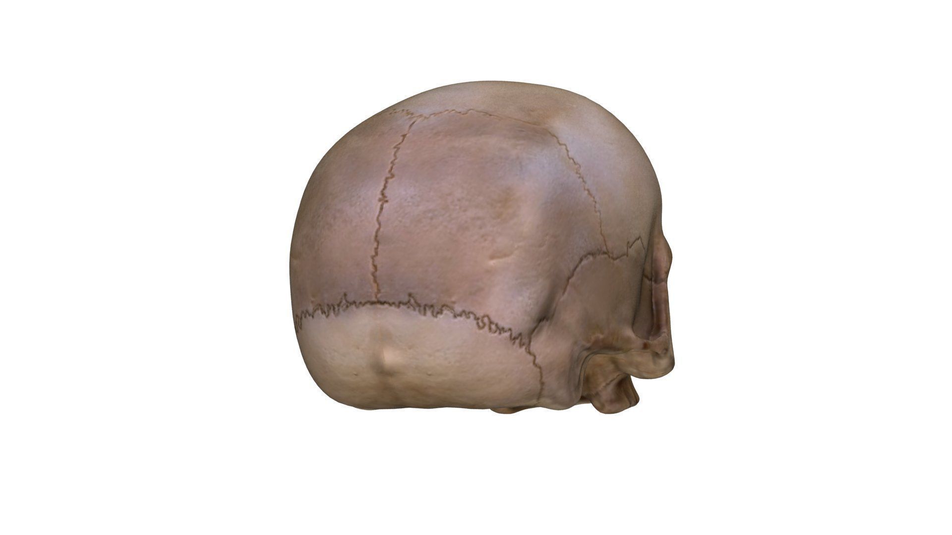 Jawless Skull 3D model Low-poly 3D model_11