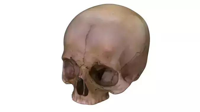 Jawless Skull 3D model 