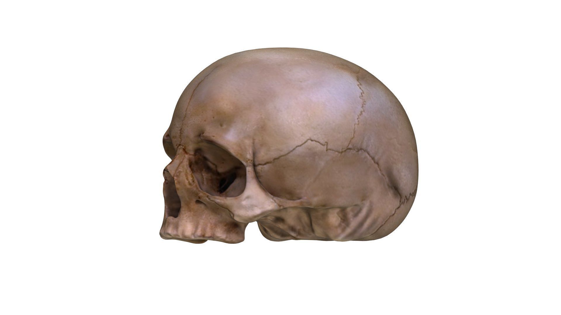 Jawless Skull 3D model Low-poly 3D model_16