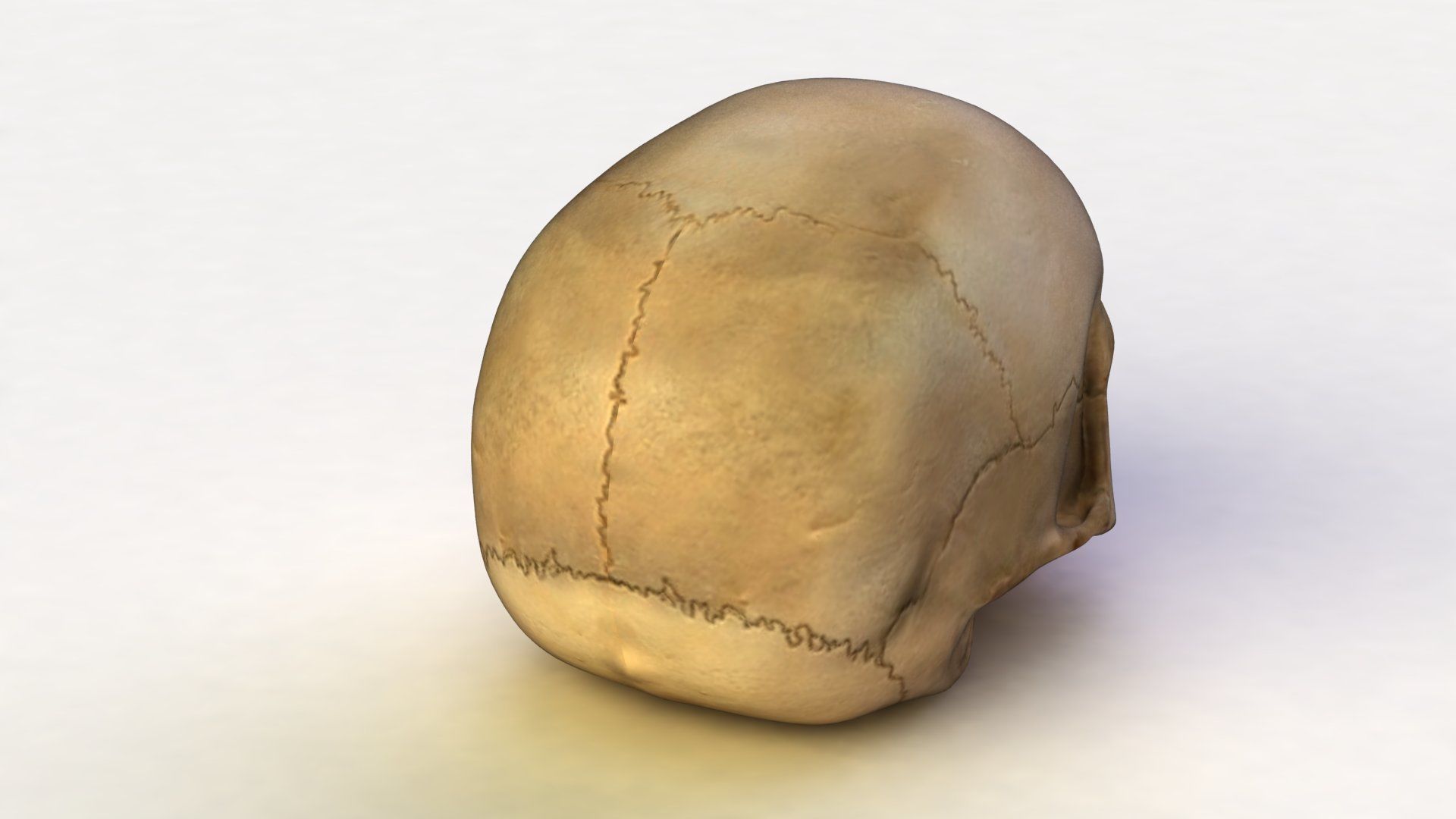 Jawless Skull 3D model Low-poly 3D model_3