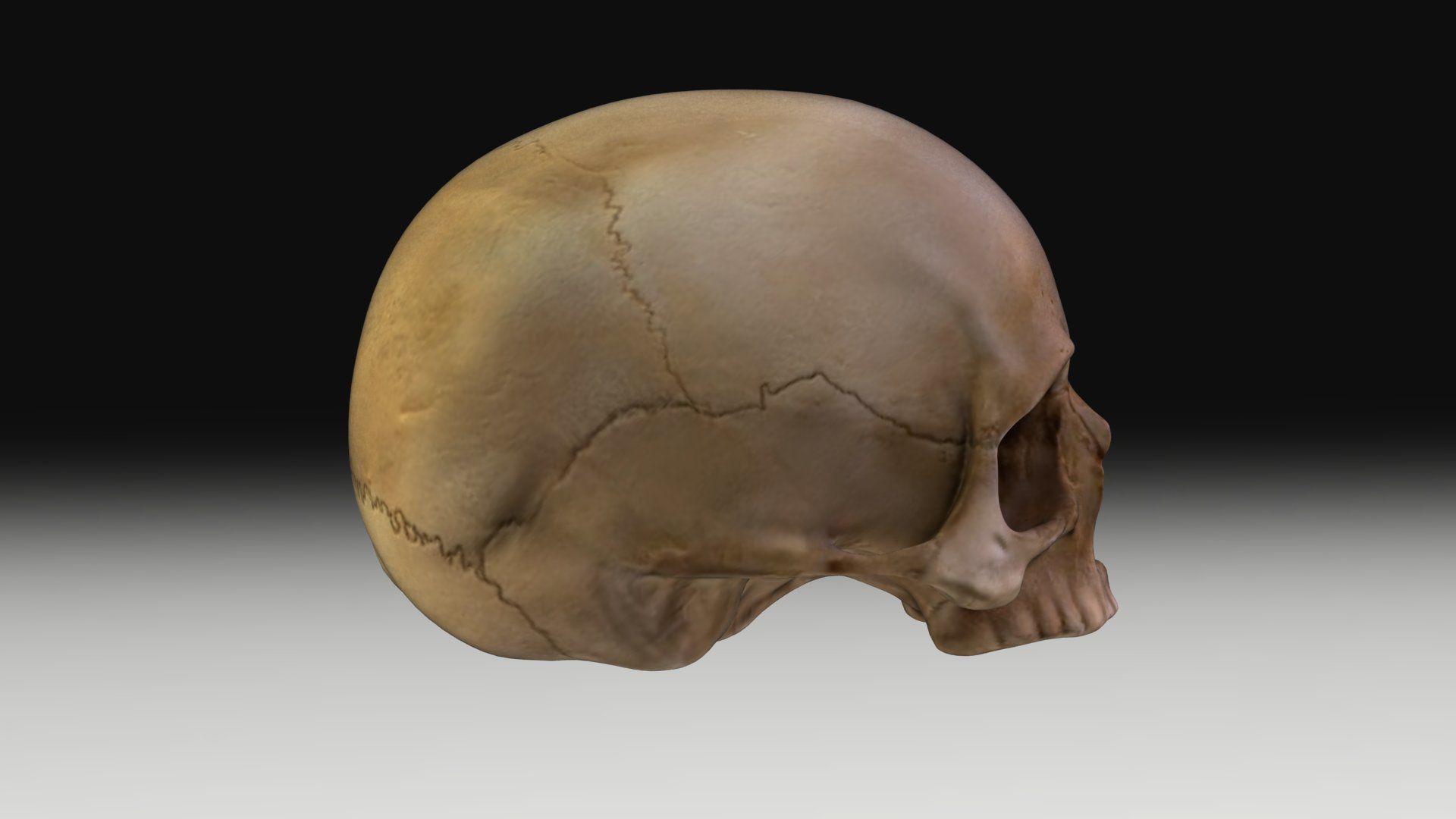 Jawless Skull 3D model Low-poly 3D model_2