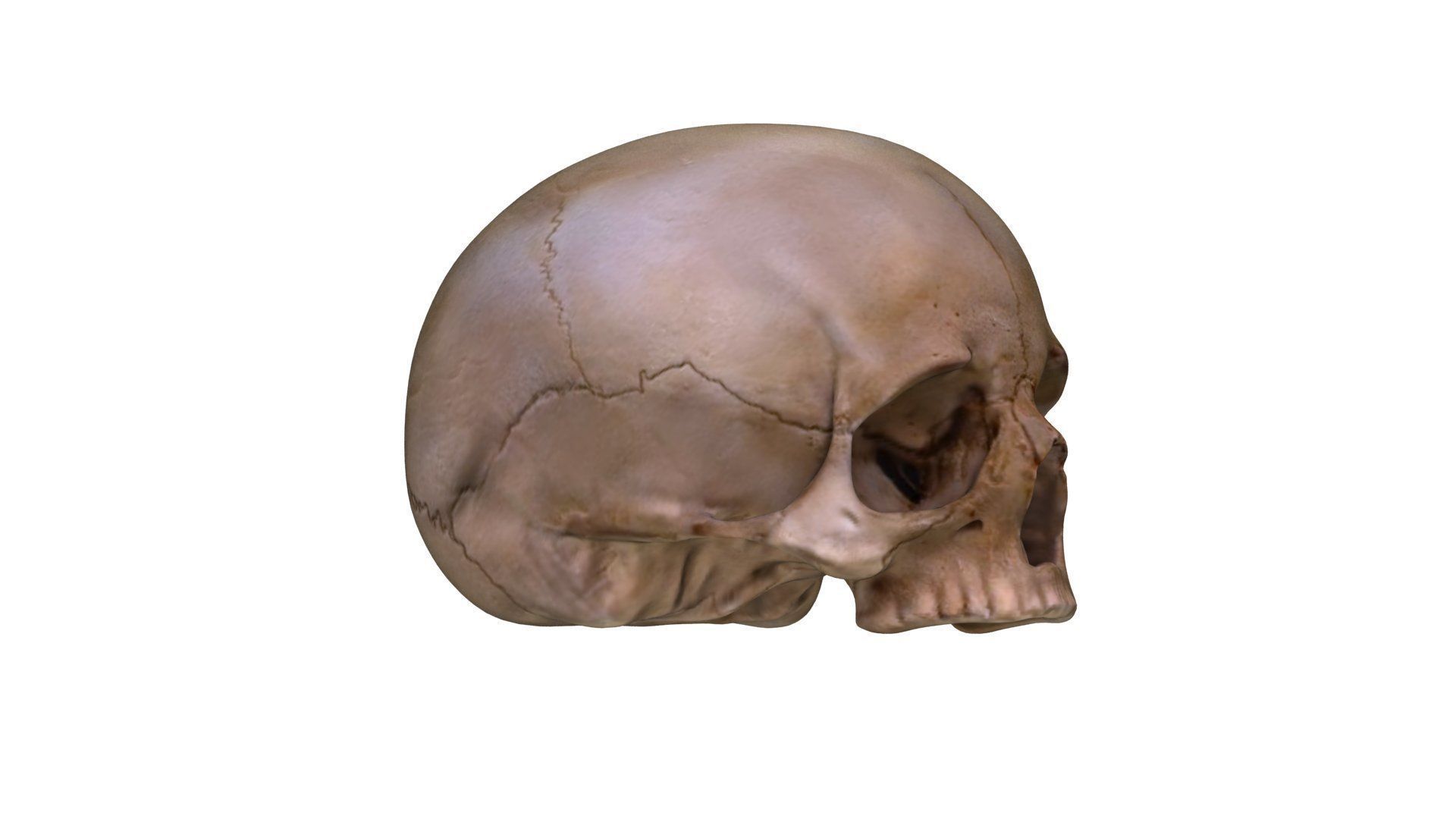 Jawless Skull 3D model Low-poly 3D model_8