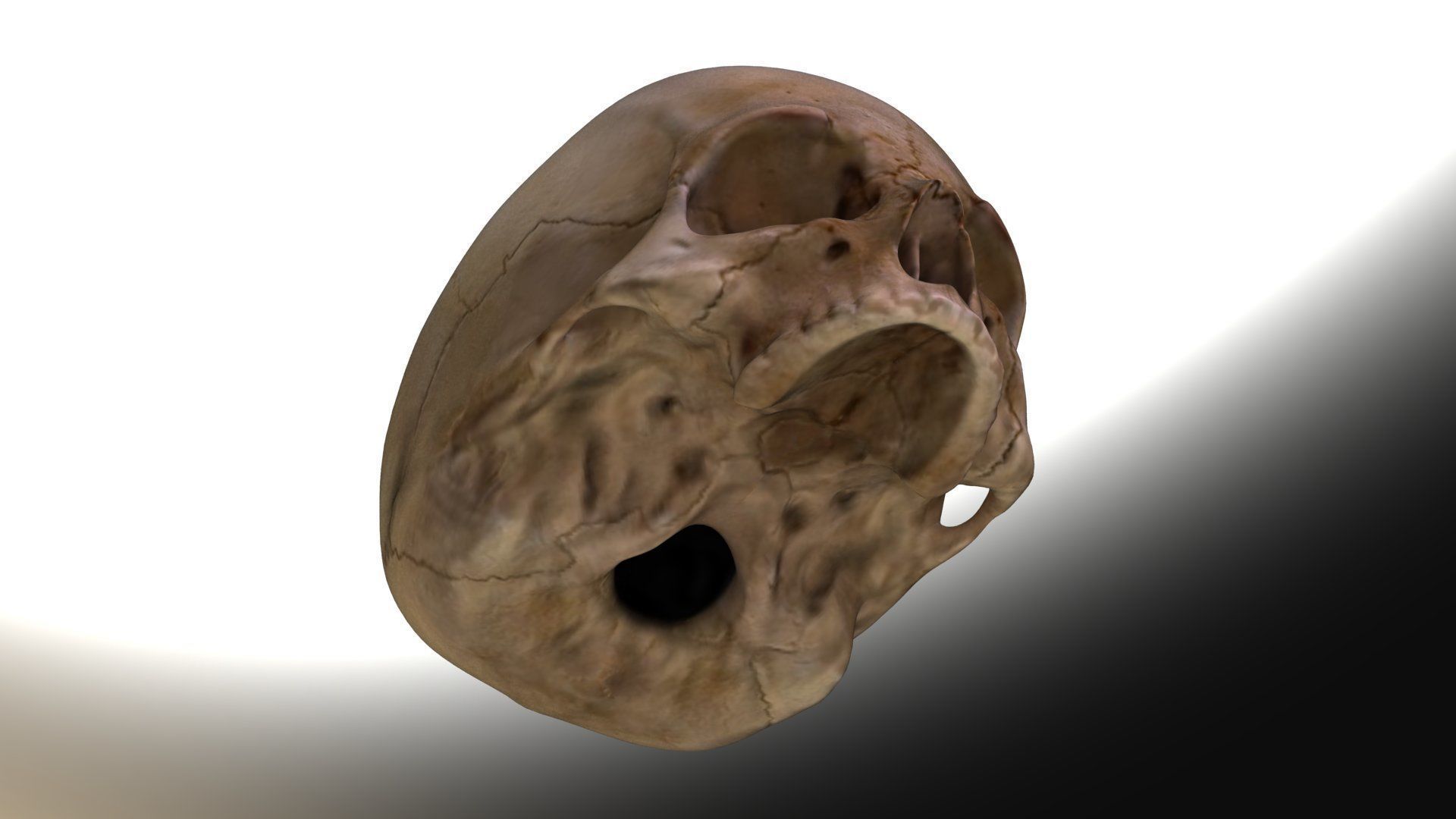Jawless Skull 3D model Low-poly 3D model_4