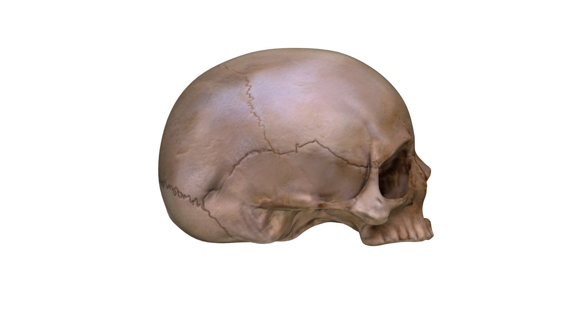 Jawless Skull 3D model Low-poly 3D model_9