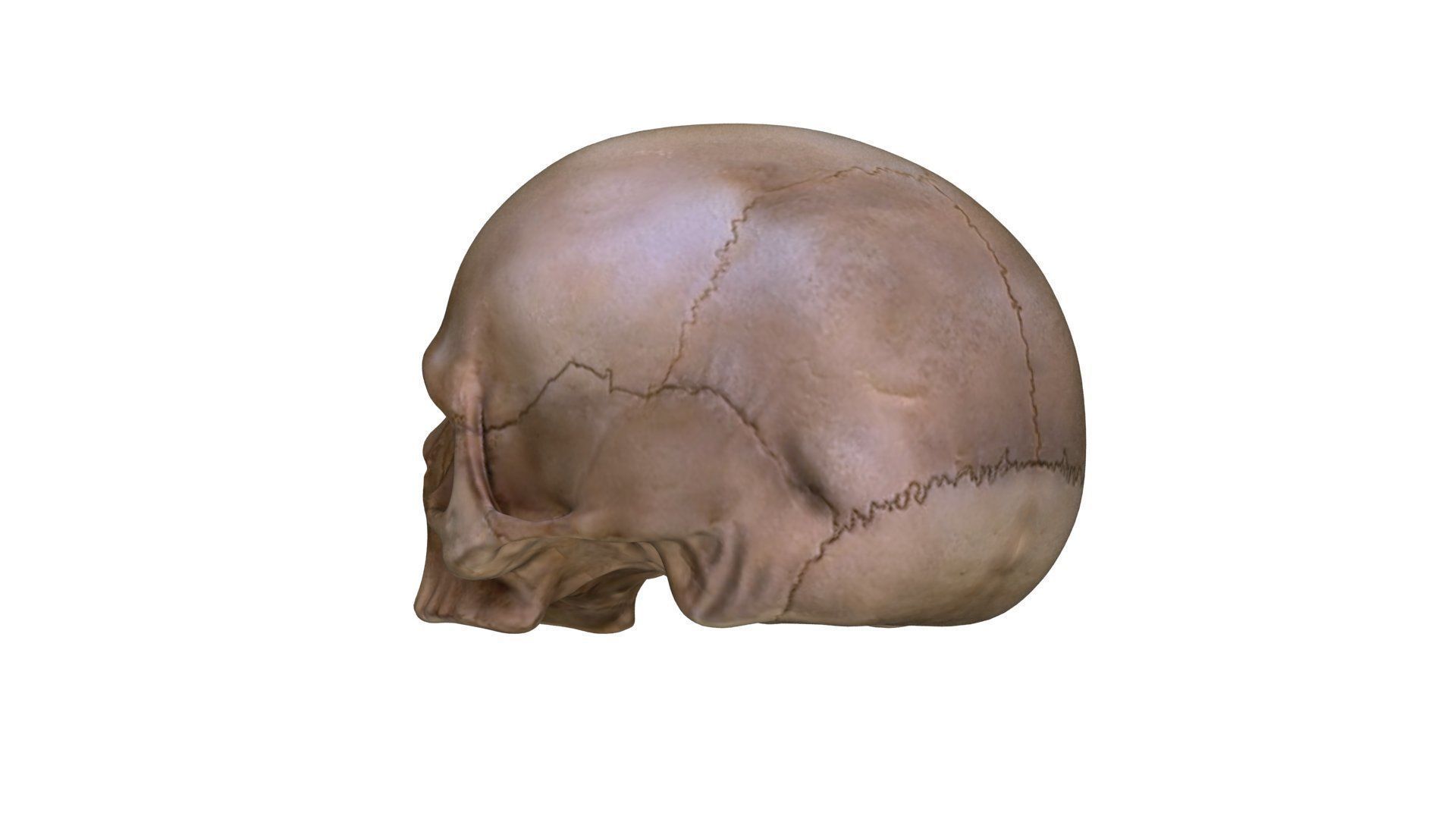 Jawless Skull 3D model Low-poly 3D model_14