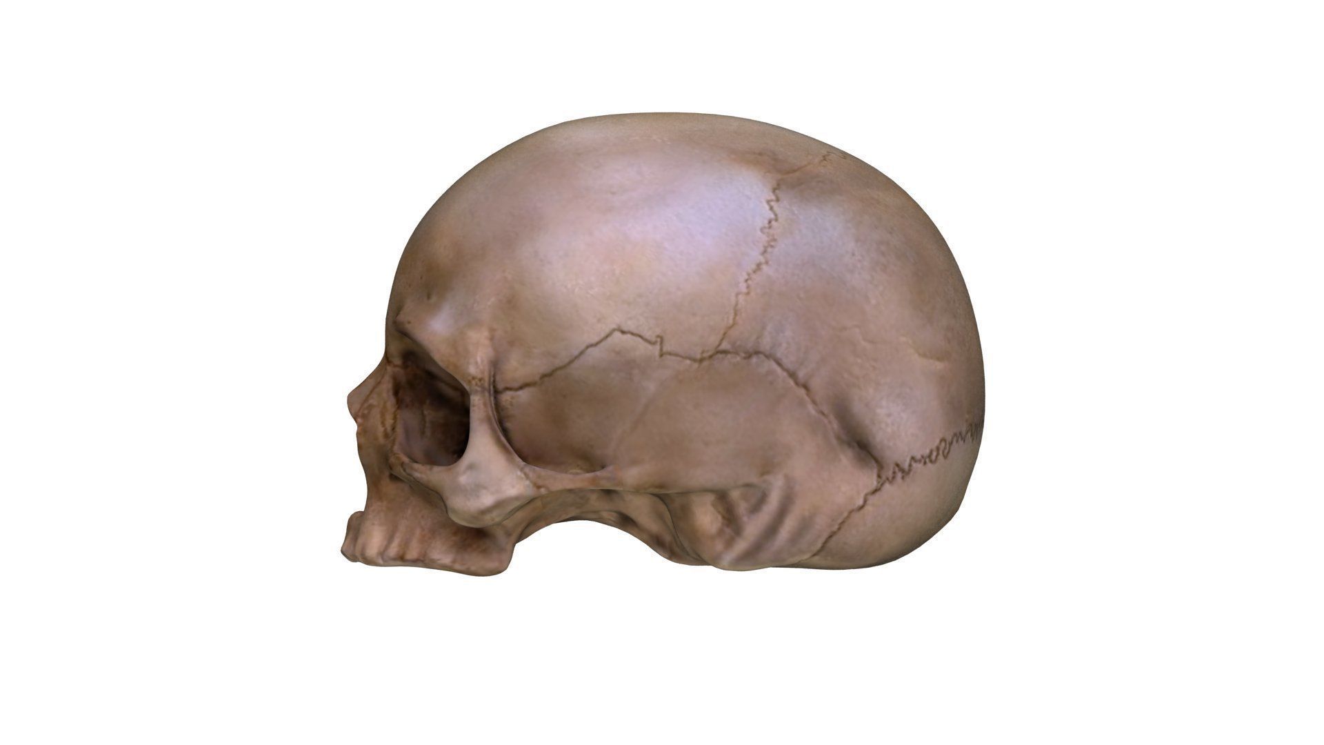 Jawless Skull 3D model Low-poly 3D model_15