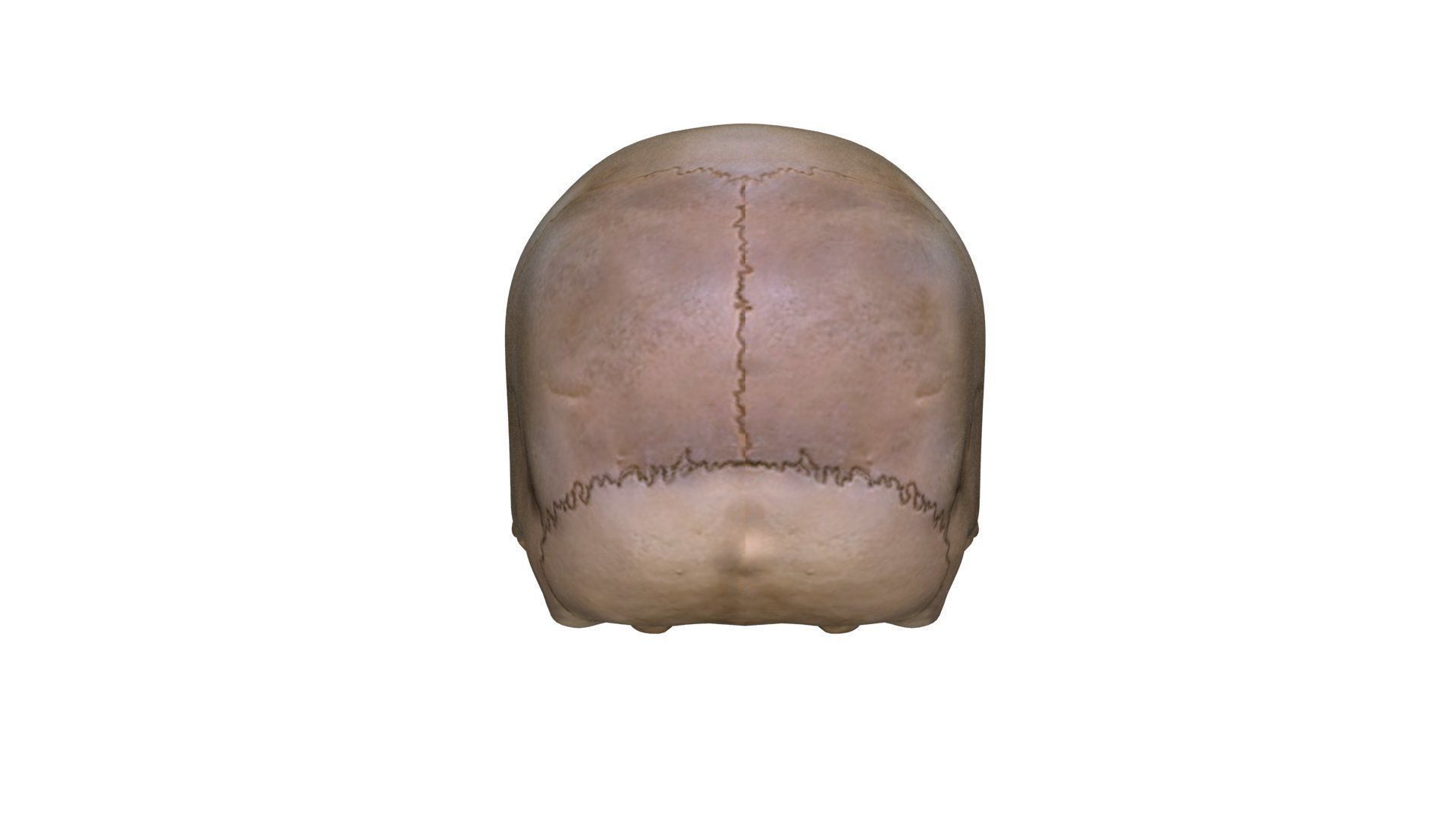 Jawless Skull 3D model Low-poly 3D model_12