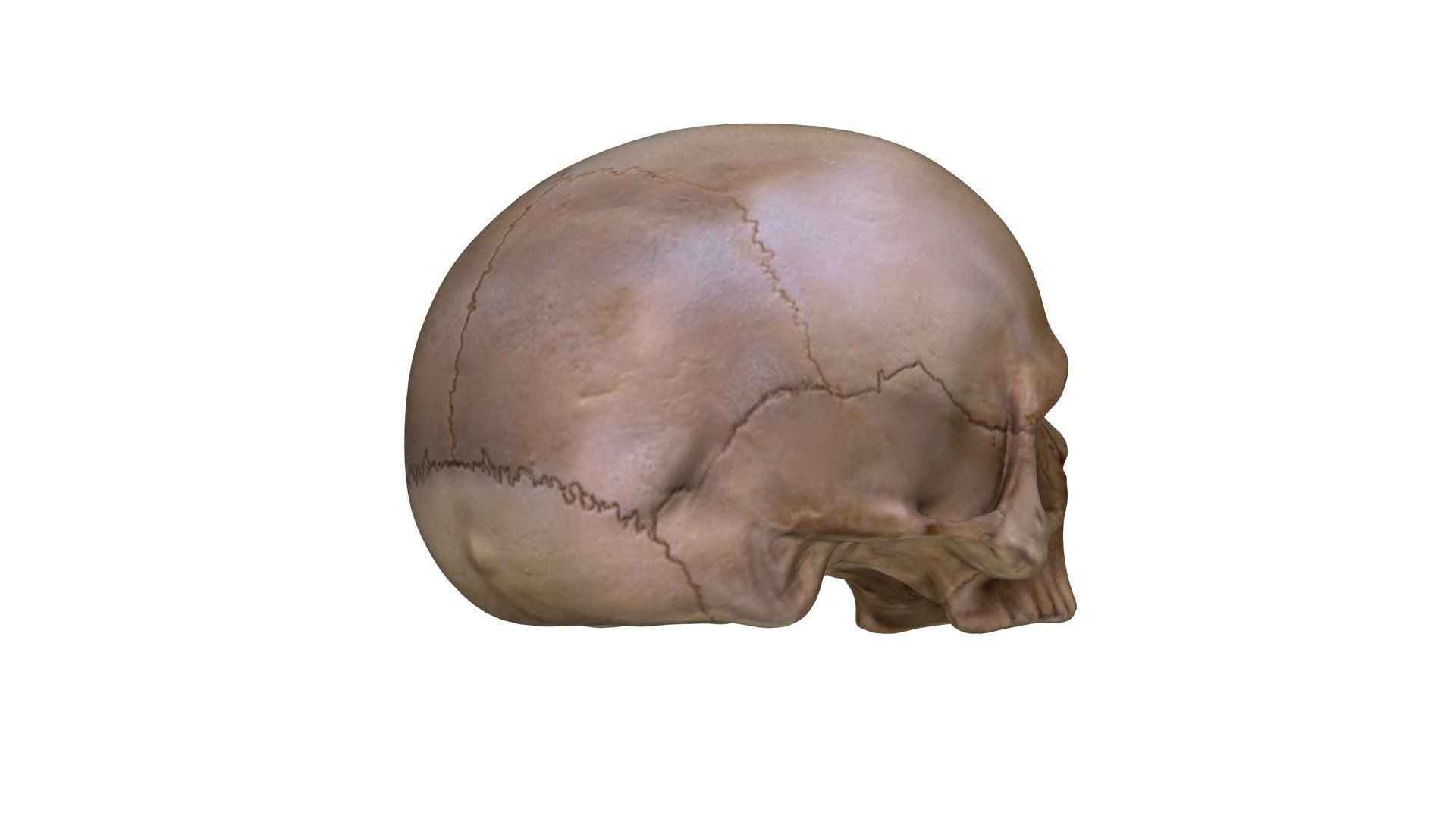 Jawless Skull 3D model Low-poly 3D model_10