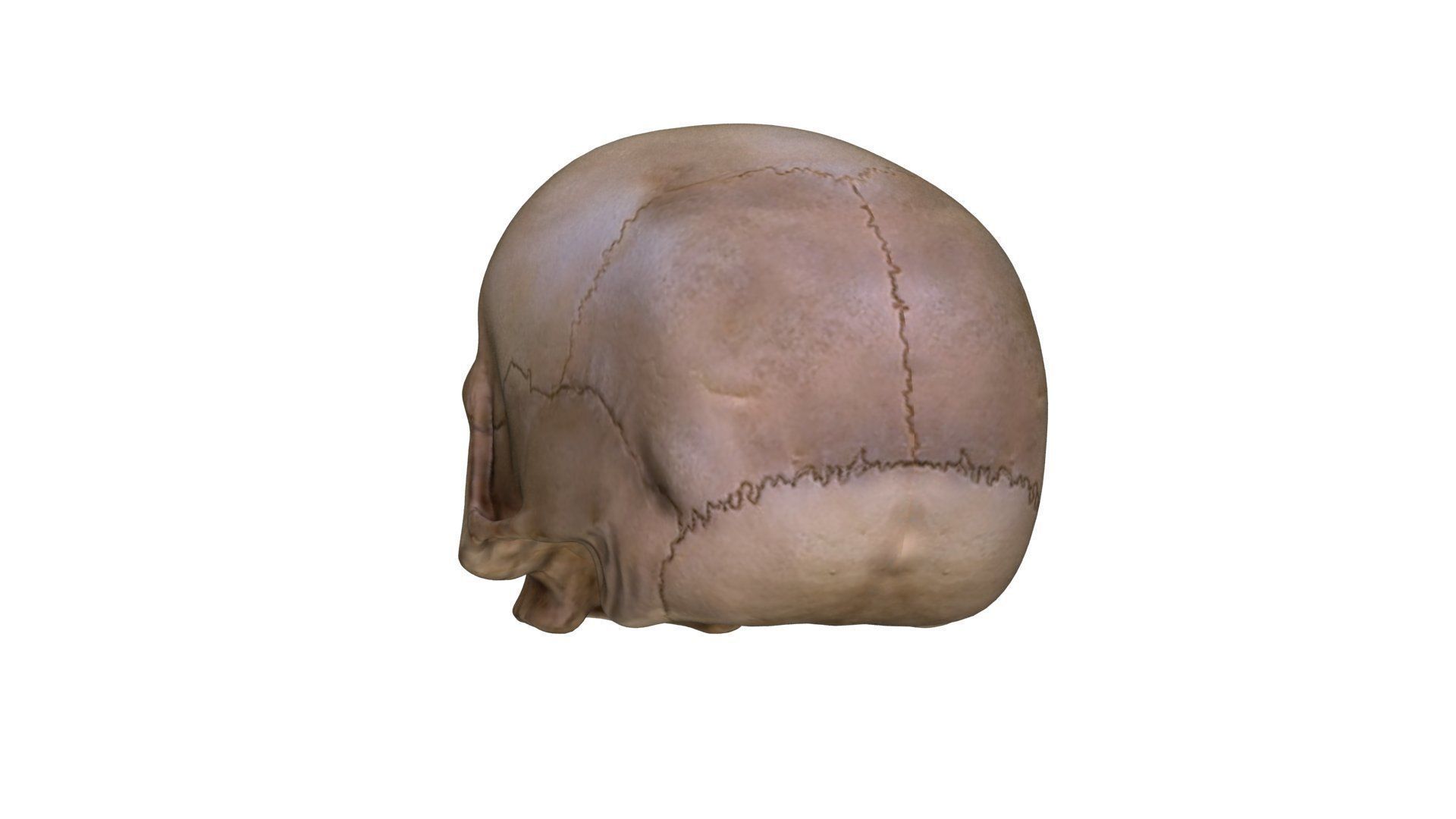 Jawless Skull 3D model Low-poly 3D model_13
