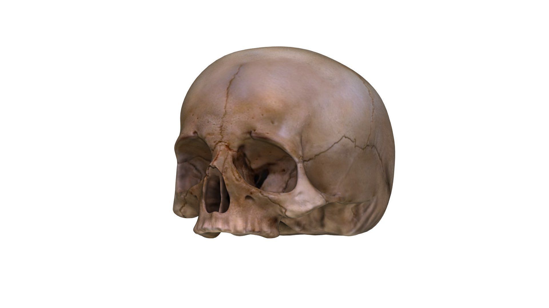 Jawless Skull 3D model Low-poly 3D model_17