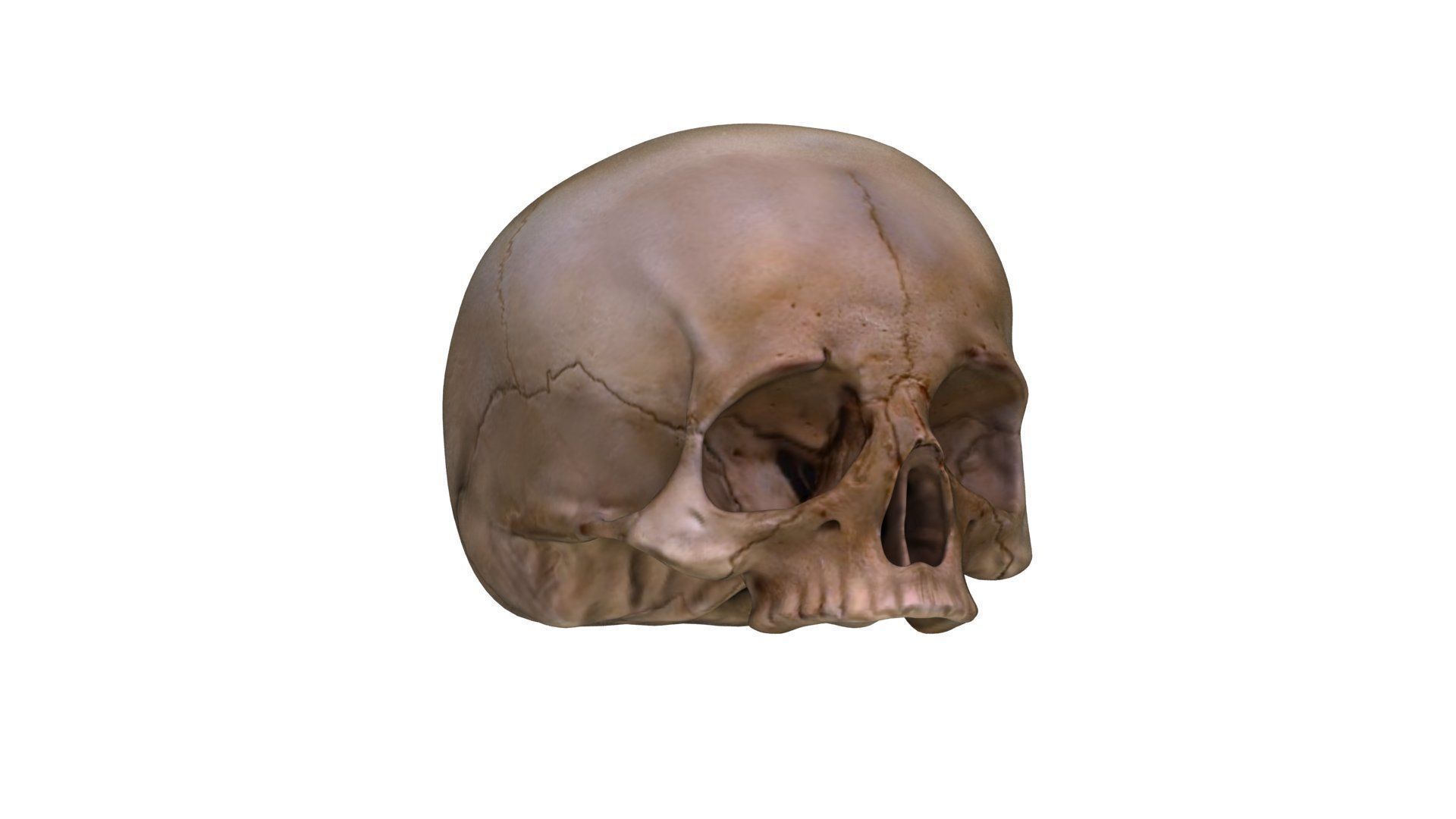 Jawless Skull 3D model Low-poly 3D model_7