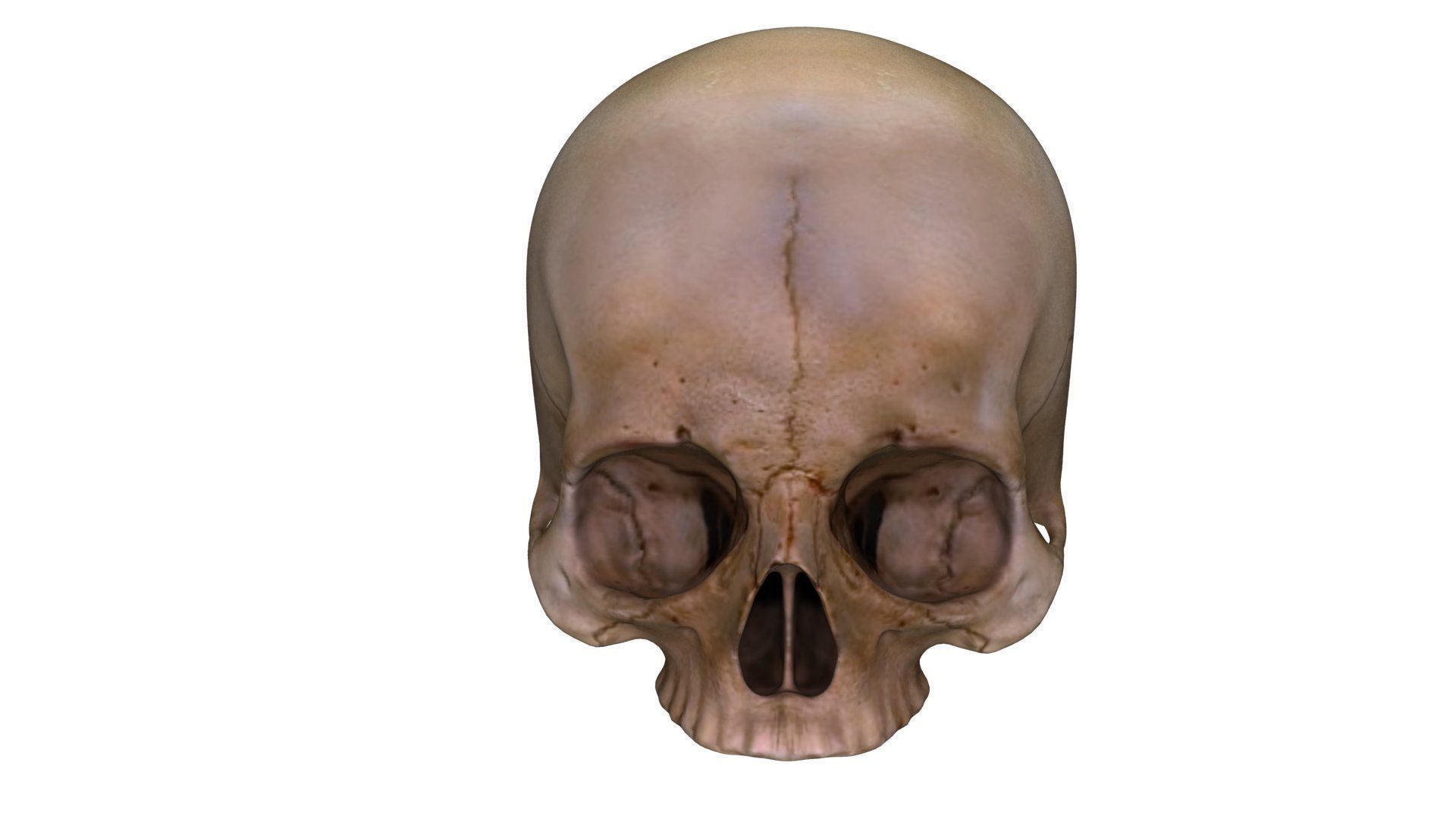 Jawless Skull 3D model Low-poly 3D model_1