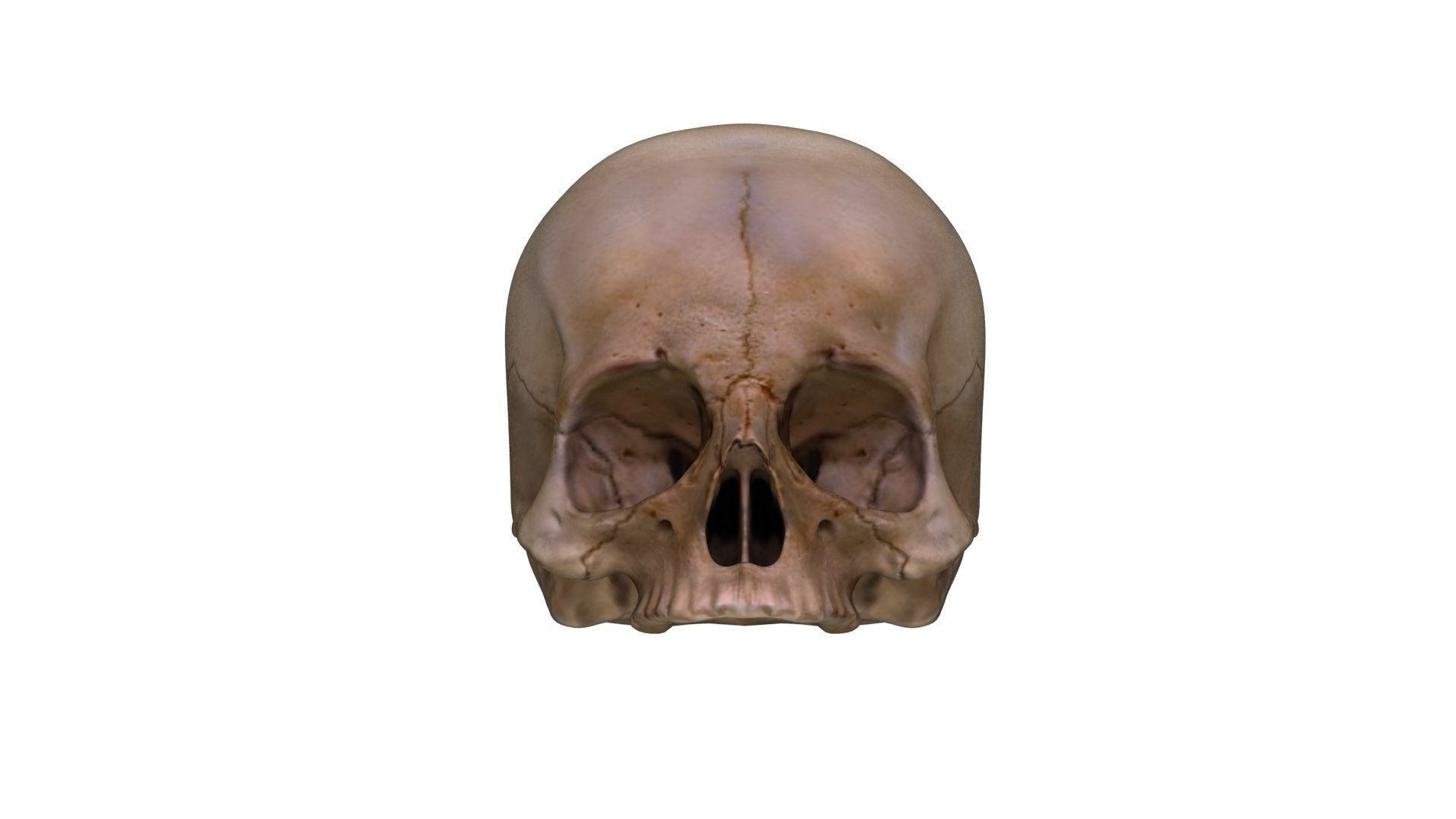 Jawless Skull 3D model Low-poly 3D model_18